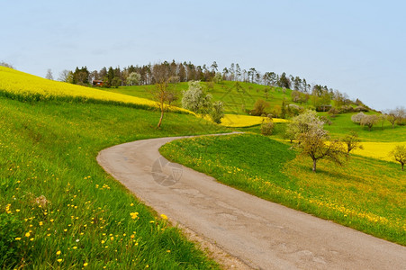 绿地和树瑞士阿尔卑斯山绿地和黄之间的斜坡路背景