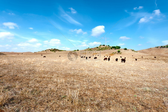 在西班牙干燥的草地上放牧牛群图片