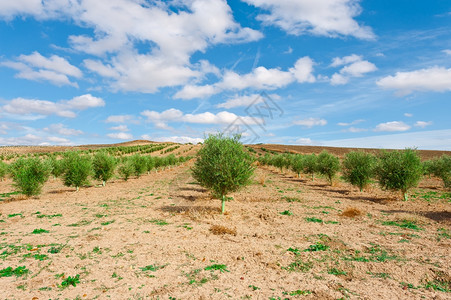 OliveGrove在西班牙坎塔布里亚山图片