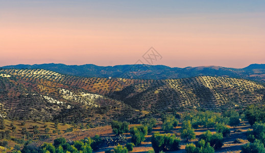 日落时分西班牙坎塔布里安山的橄榄林复古风格的色调图片图片