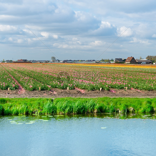 荷兰图利普田间灌溉运河图片