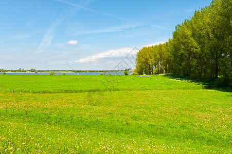 在荷兰莱茵河岸的牧场上图片