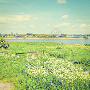 荷兰莱茵河岸的牧粉Instagram效应图片