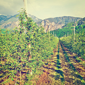 意大利阿尔卑斯山脚丘上的梨树种植园Instagram效应图片