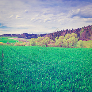 瑞士阿尔卑斯山的绿色牧草高地Instagram效应图片