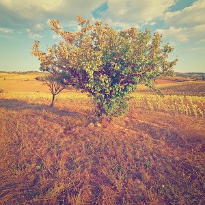 托斯卡纳红花植树背景上的Instagram效应图片