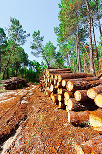 葡萄牙森林伐木图片