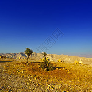 以色列沙漠中的橄榄树图片
