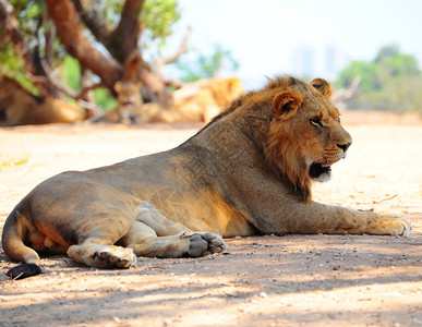 狮子在大部分时间休息每隔几天只打猎一次图片
