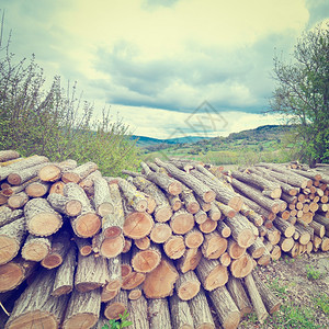 在意大利阿尔卑斯山高处的锯木林下落高地Instagram效应图片