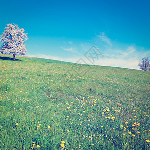 由瑞士的SlopingMeadows环绕的单独流花树Instagram效应图片