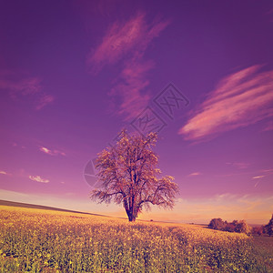 由瑞士SlopingMeadows环绕的单流树在日出Instagram效应图片