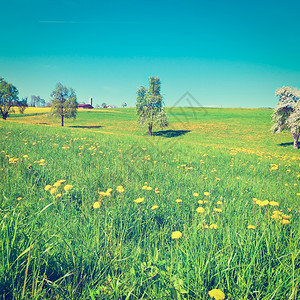 环绕在瑞士斯洛平草地周围的鲜花树木Instagram效应图片