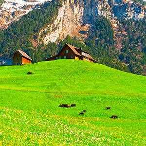 瑞士绿草牧羊图片
