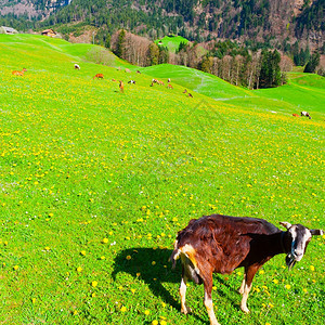 瑞士绿草牧羊图片