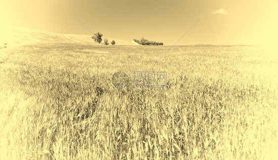 西里山上的小麦田Retro图像过滤样式图片