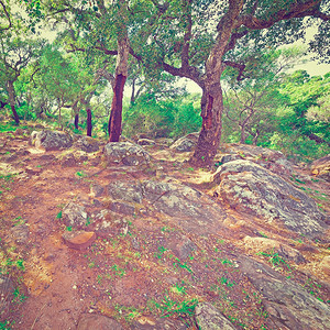西班牙山区隐藏森林Instagram效应图片