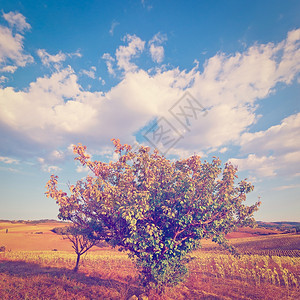 托斯卡纳红花植树背景上的Instagram效应图片