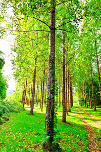 绿树林法国阿尔卑斯山低地森林的泥土路背景