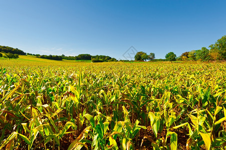法属利穆森的玉米种植高清图片