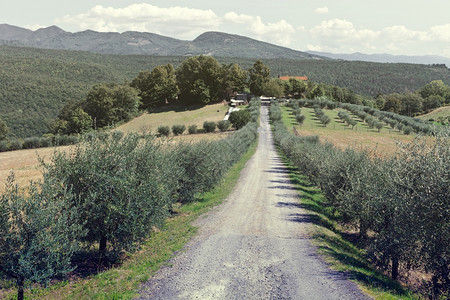 OliveAlley引领意大利农庄图片