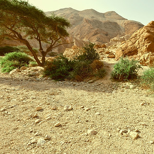 西岸犹太沙漠的峡谷图片