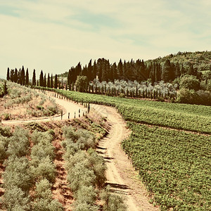 托斯卡纳葡萄园和橄榄园景观复古风格色调图片图片