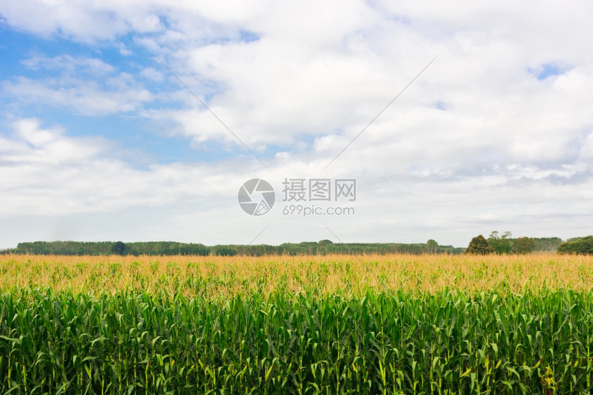 意大利皮埃蒙特里普玉米种植园图片