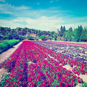 秋法国农场花卉床Instagram效应图片