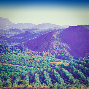 西班牙的山坡晨雾中有橄榄树图片