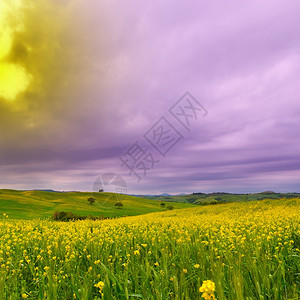 日落时意大利的绿田图片