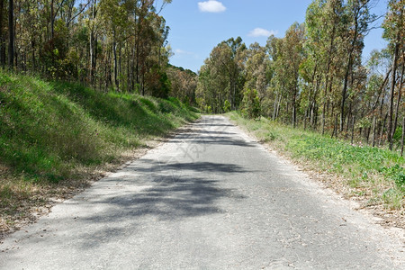 意大利阿斯法特森林道路图片