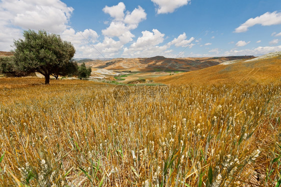 西里山上的小麦田地图片