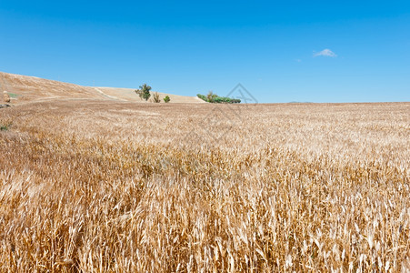 西里山上的小麦田地图片