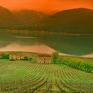 意大利Corbara湖海岸日落的葡萄园图片