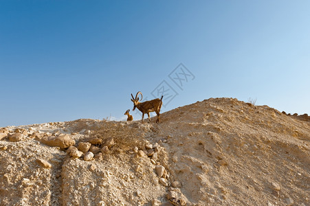 以色列内盖夫沙漠洛基山丘的两个Ibexes图片