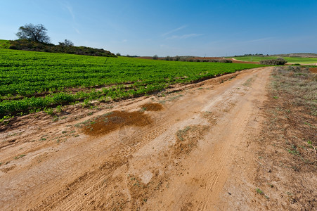 以色列绿田之间的泥土路图片