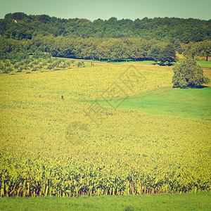 法国利穆森的玉米种植Instagram效应图片