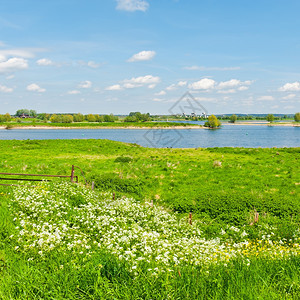 在荷兰莱茵河岸的牧场上图片