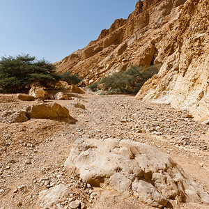 以色列春天洛基沙漠峡谷的绿树图片