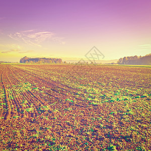 瑞士农场环绕着日出时的花田Instagram效应图片