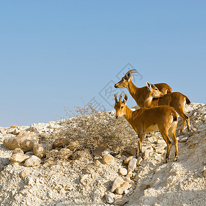 以色列内盖夫沙漠洛基山的三个伊布列斯图片