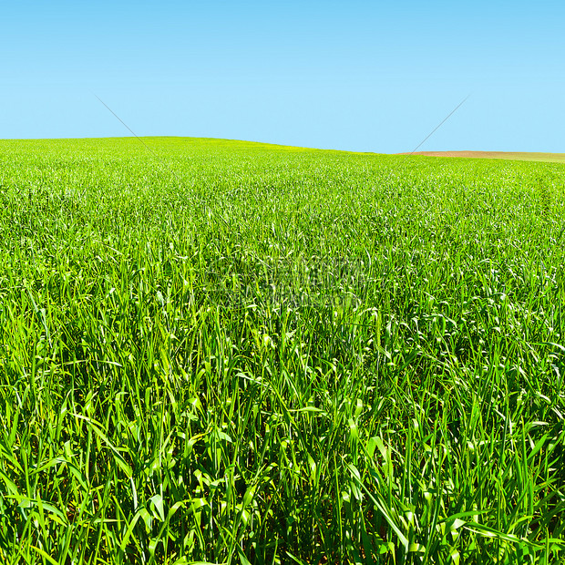 春天以色列绿田