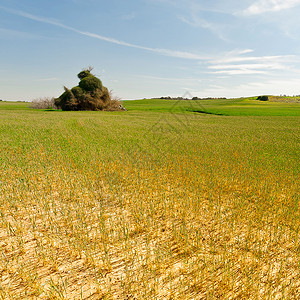 以色列干旱后的小麦田图片