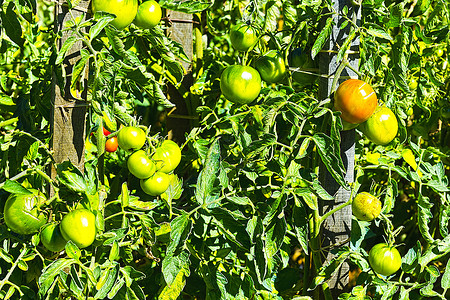 法国村个人草地上的蔬菜园番茄图片
