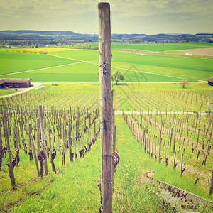 瑞士阿尔卑斯山隆的年轻养殖场Instagram效应图片