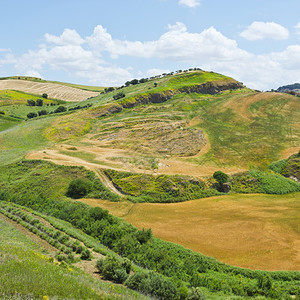 小獾西里山丘上的小麦田背景