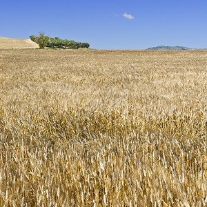 西里山丘上的小麦田图片