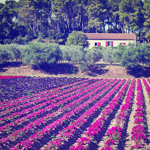 秋法国农场花卉床Instagram效应图片