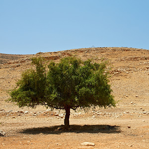 以色列Samaria沙丘大石和树图片